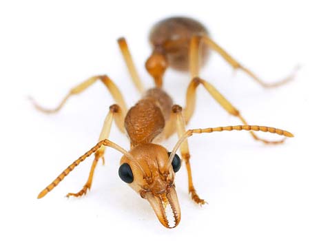ants-insects-photo (1).jpg